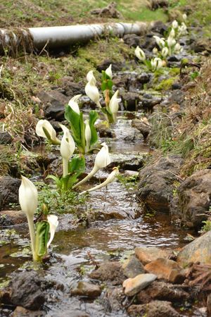 ■周辺の「お花」情報■きのこの森周辺の水芭蕉